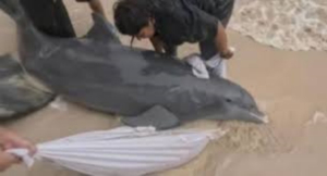 Rescatan un delf&iacute;n varado en playas de Quintana Roo