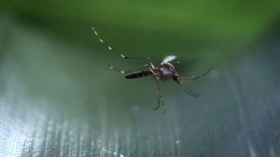 VIDEO Se podrían disparar casos de dengue en Nuevo Laredo tras lluvias