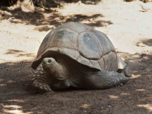 Descubren nueva especie de tortuga gigante en Islas Galapagos