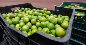 Aumento del precio del limón es normal por fiestas patrias: Profeco