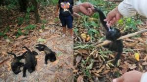 Han muerto 157 monos aulladores en Tabasco y Chiapas