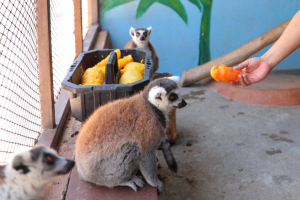 VIDEO Protegen a animales del Zoológico de las altas temperaturas